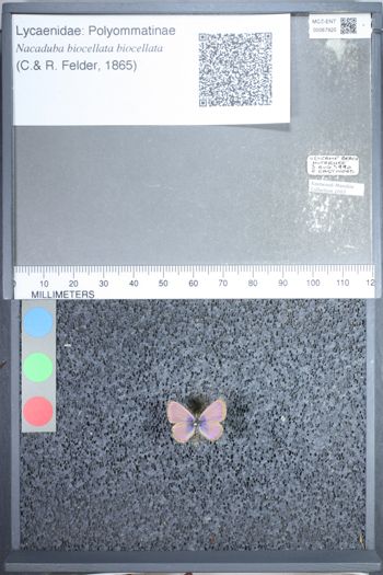 Media type: image;   Entomology 67920